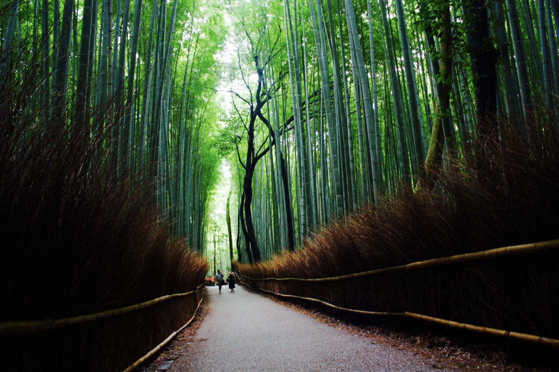 El Bosque De Bamb De Arashiyama En Kioto Pasaporte Para Viajar